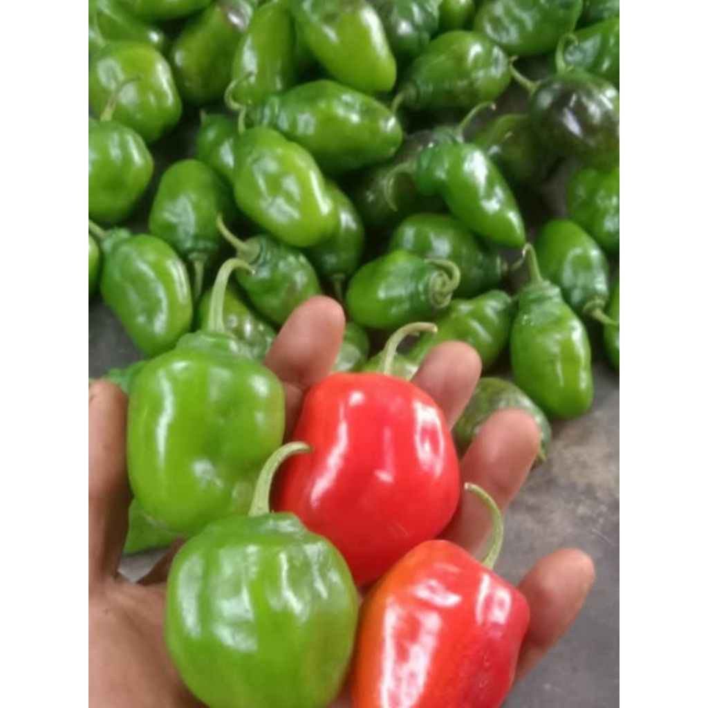 CABAI GENDOT SEGAR 1KG