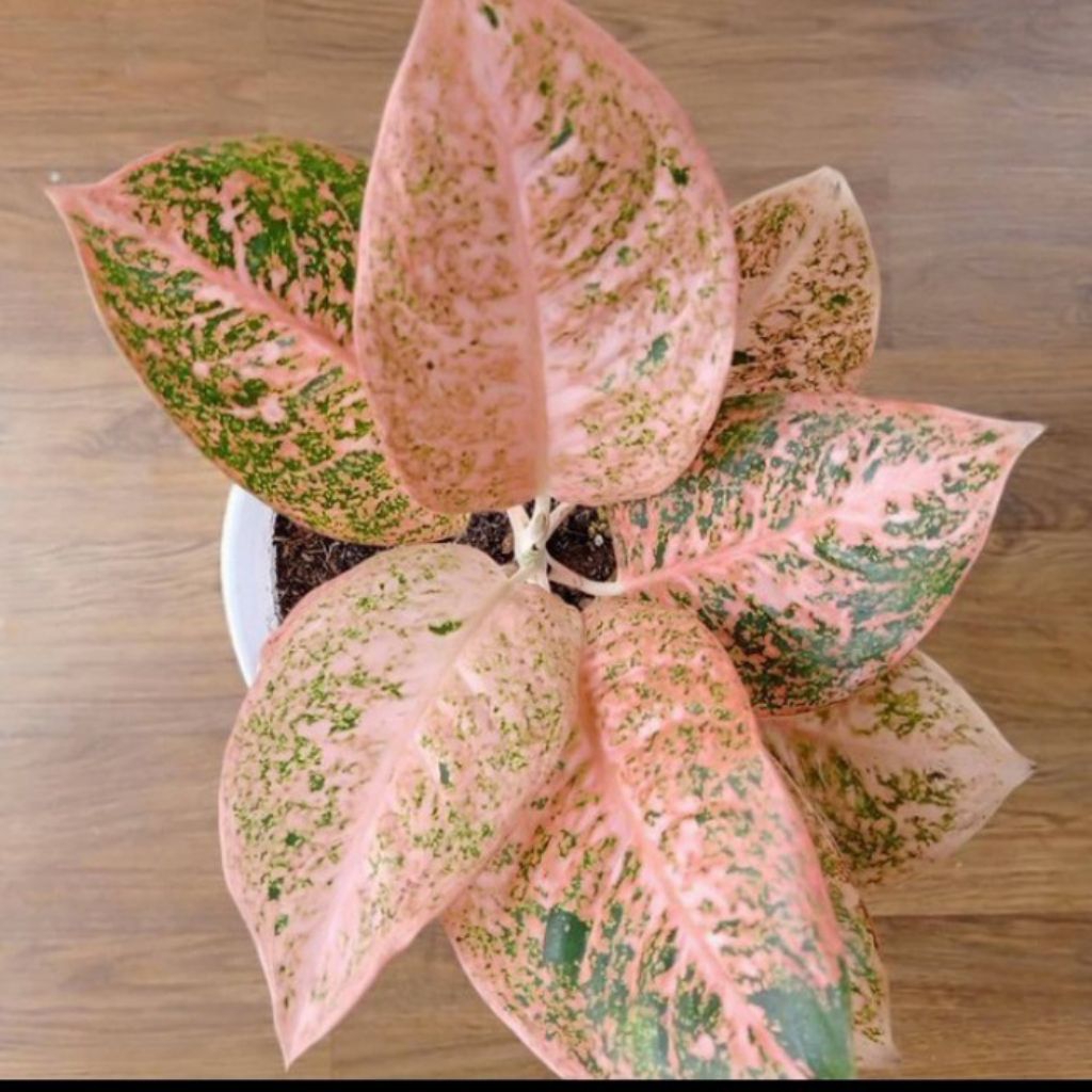 Tanaman hias Aglonema Stardust Orange anakan