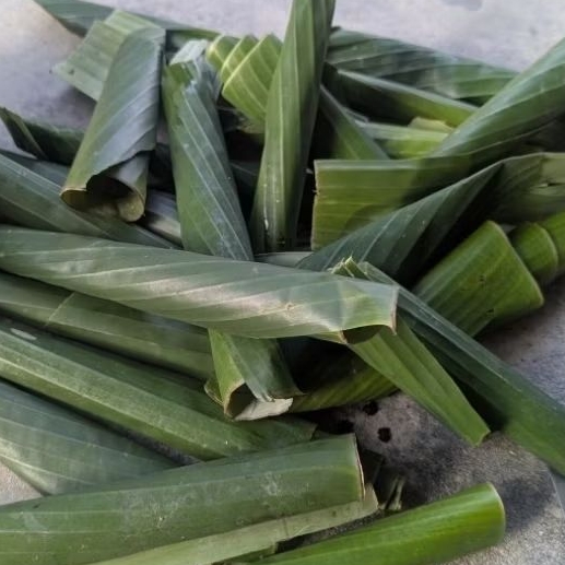 Kepompong Daun Pisang 10 Ekor (ul4t daun pisang h1dup) Umpan Mancing Ikan Bawal Paling Jitu