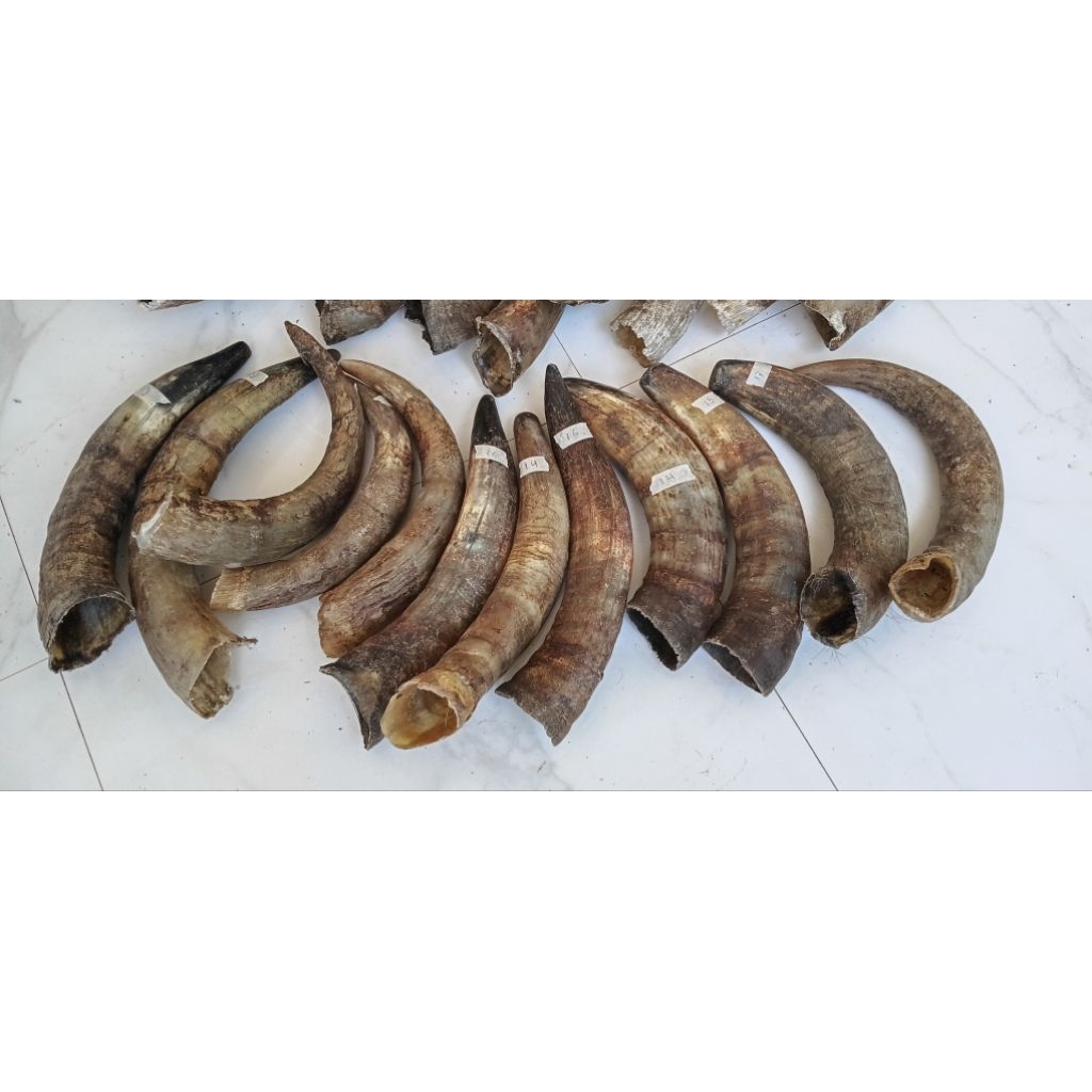 tanduk sapi bule&belang padatan20-23cm