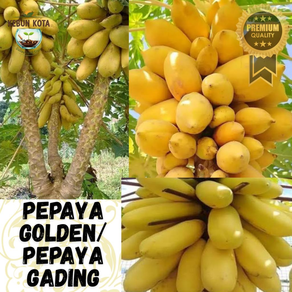 KEBUN KOTA]-Bibit Benih Tumbuhan "PEPAYA GOLDEN/ PEPAYA GADING" {7 BUTIR}