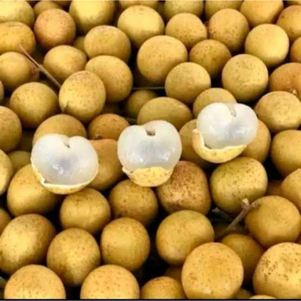 Kelengkeng lengkeng bangkok 1kg