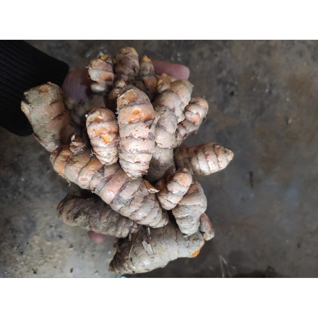 

kunyit super jumbo fresh 1kg langsung dari kebun/kunyit super jumbo