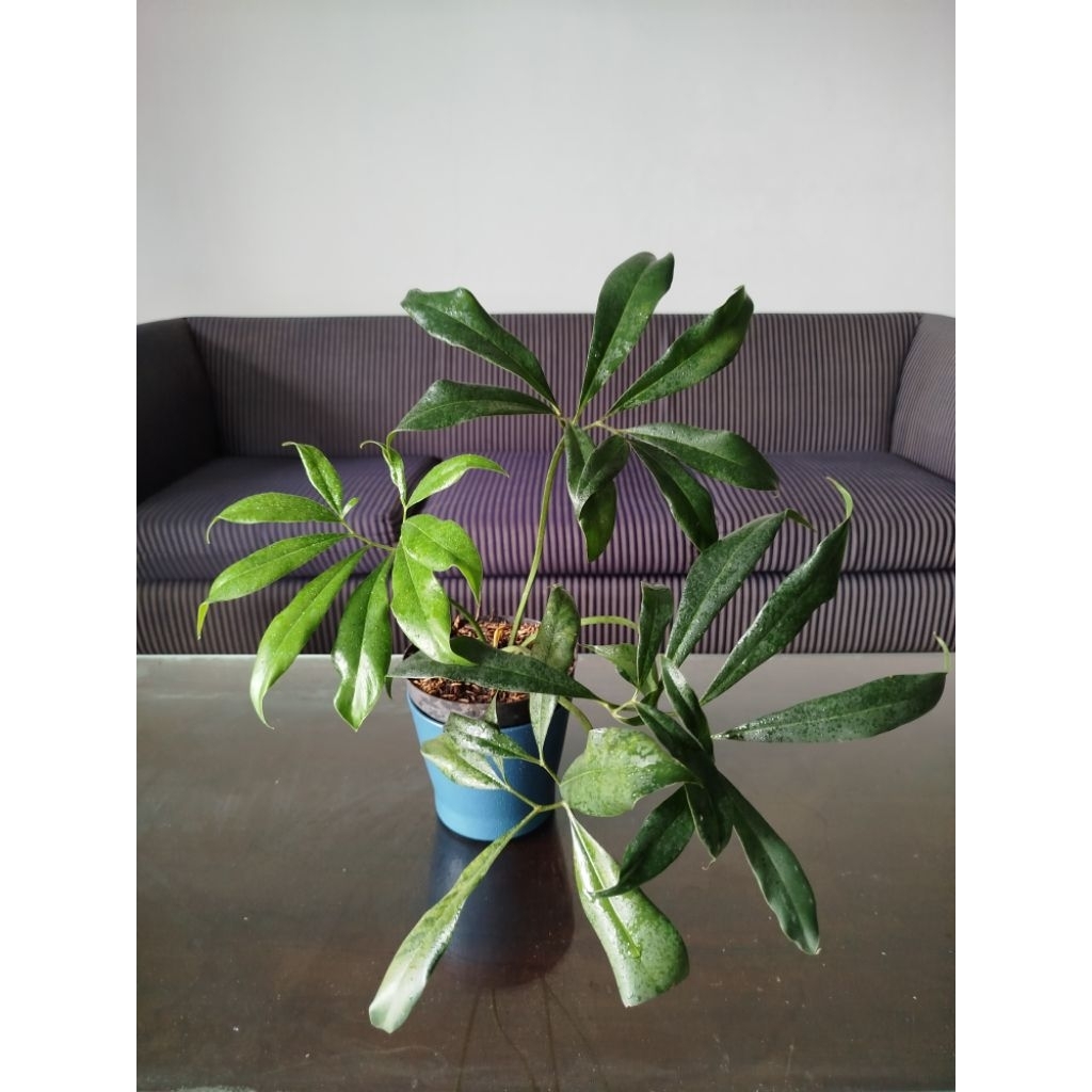 Philodendron Goeldii genetik Variegata