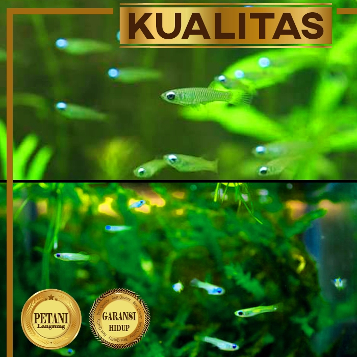 Paket Koloni (isi 10) Tetra Blue Eyes Ikan Hias Aquascape Hiasan Aquarium Tanaman Air Tawar