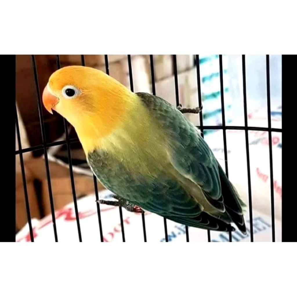 Burung Lovebird Ewing Pb Satuan Mulus istimewa