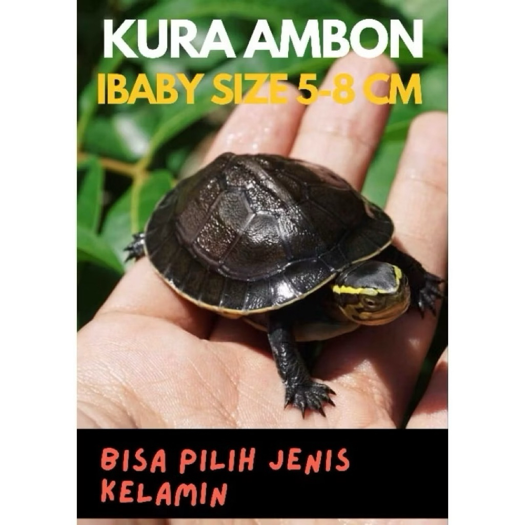 Hiasan Kolam KuraAmbon Baby 5-8 cm