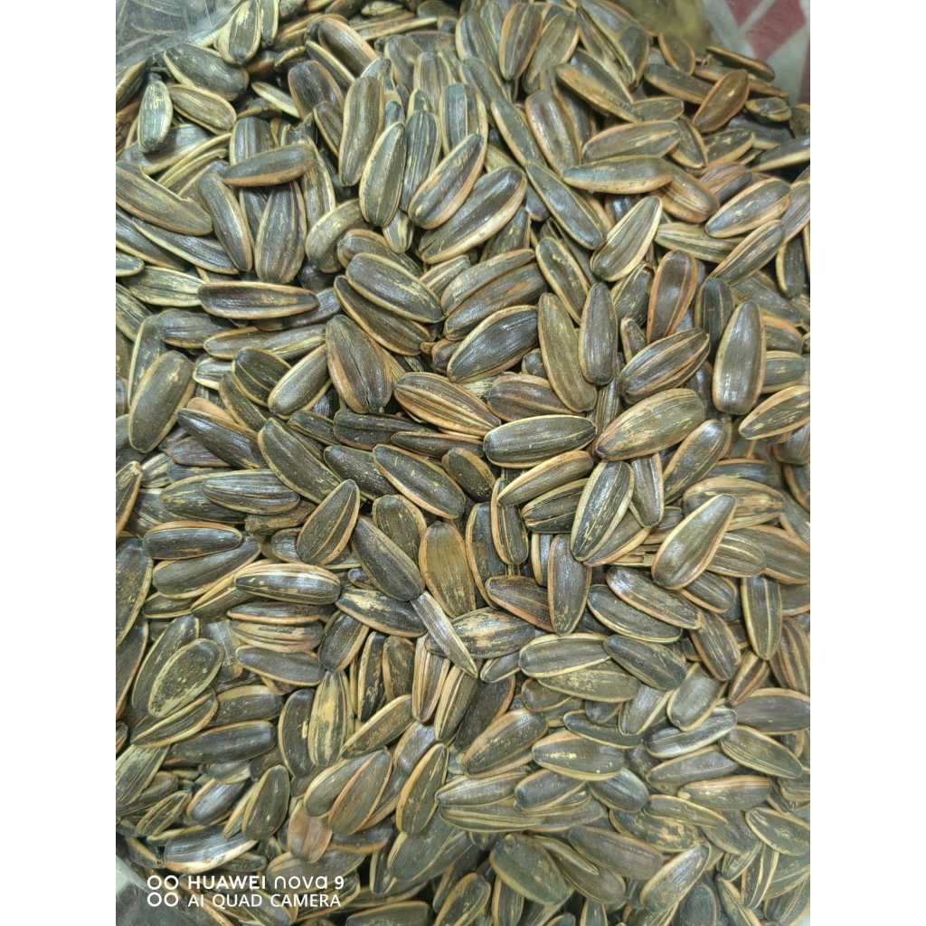 Kuaci Biji Bunga  Matahari Rasa Manis 2 Kg