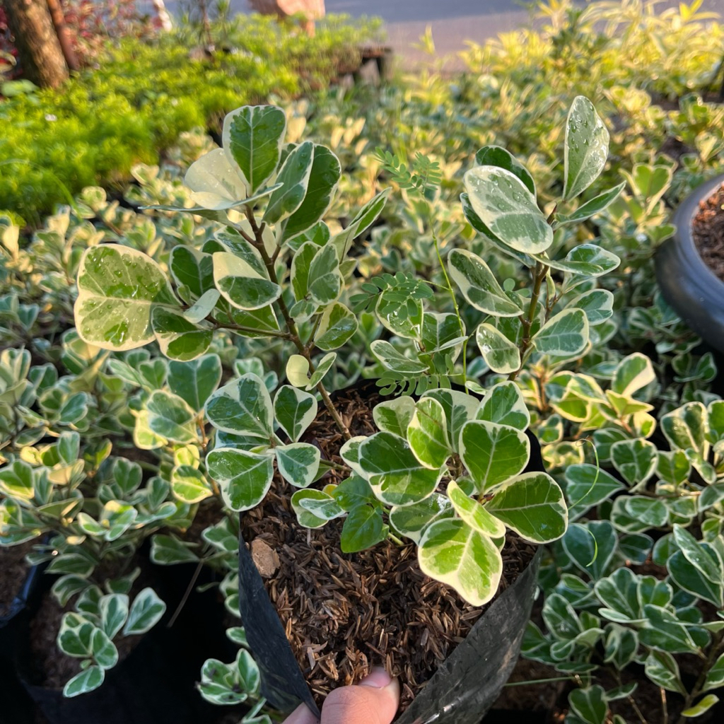 TANAMAN HIAS BERINGIN KUPU KUPU VARIGATA || BERINGIN KUPU KUPU VARIGATA