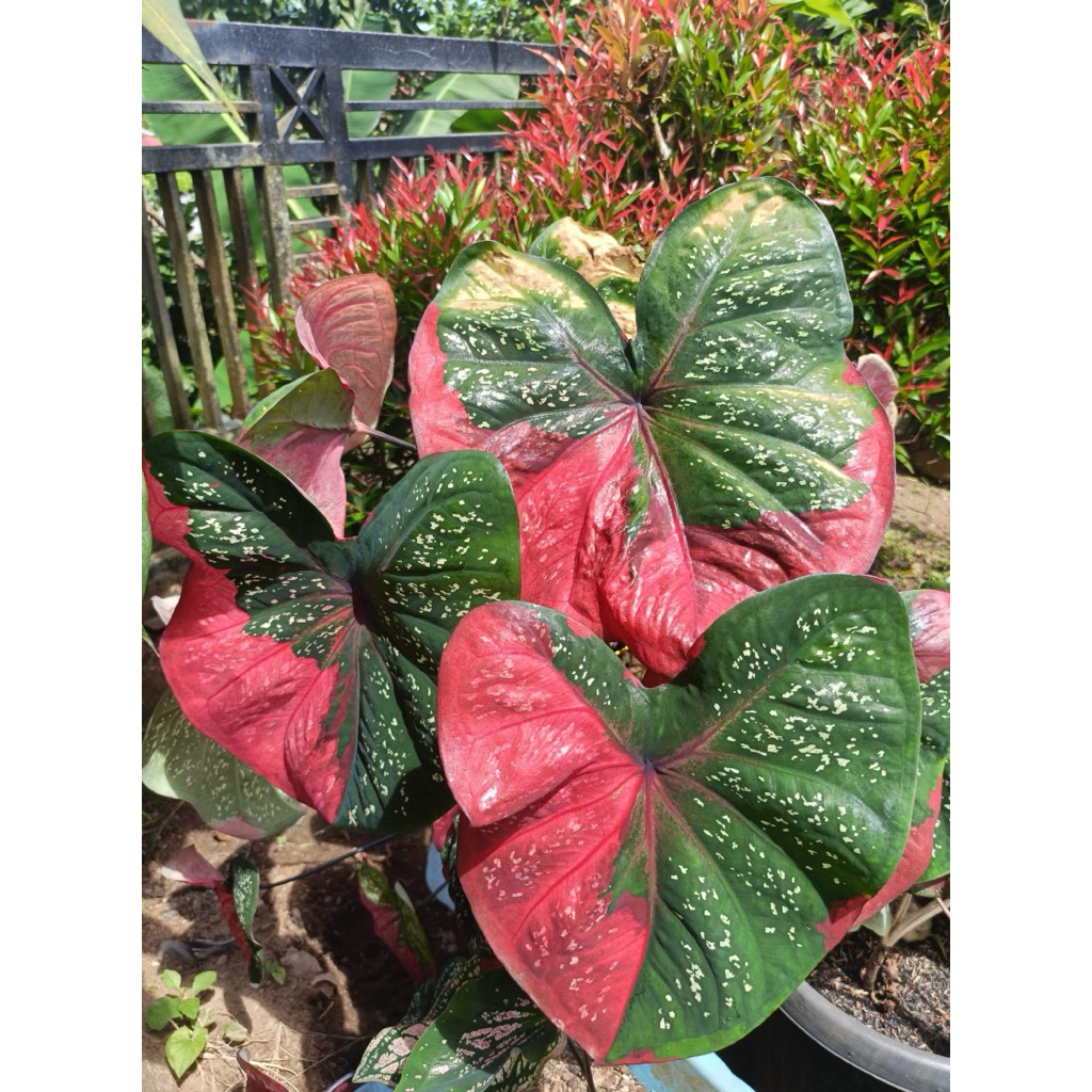 tanaman hias keladi baret merah caladium/keladi baret merah