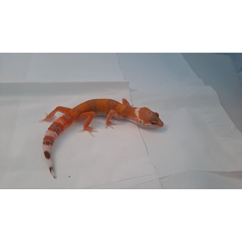 Gecko Sunglow baby warna cakep mantulll
