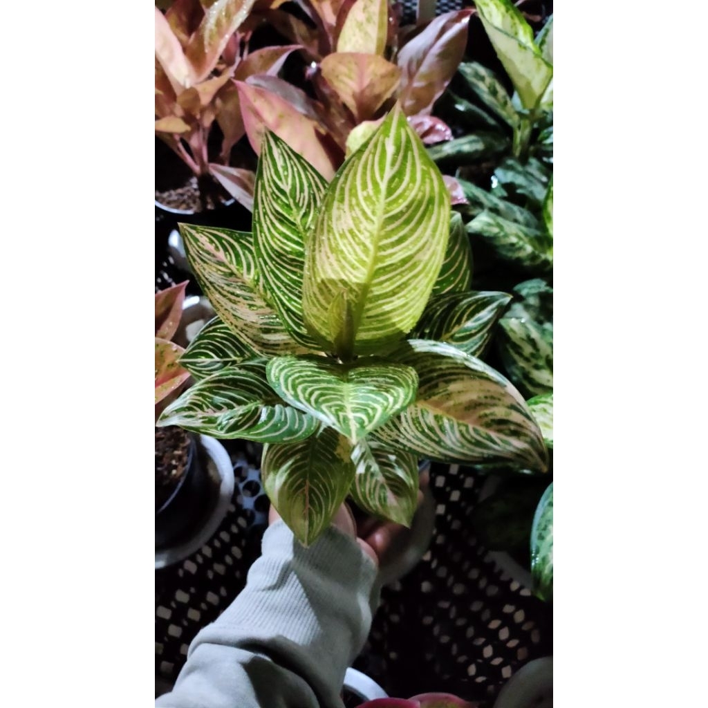 Tanaman hias Aglonema Golden Hope,Baby aglonema golden hope