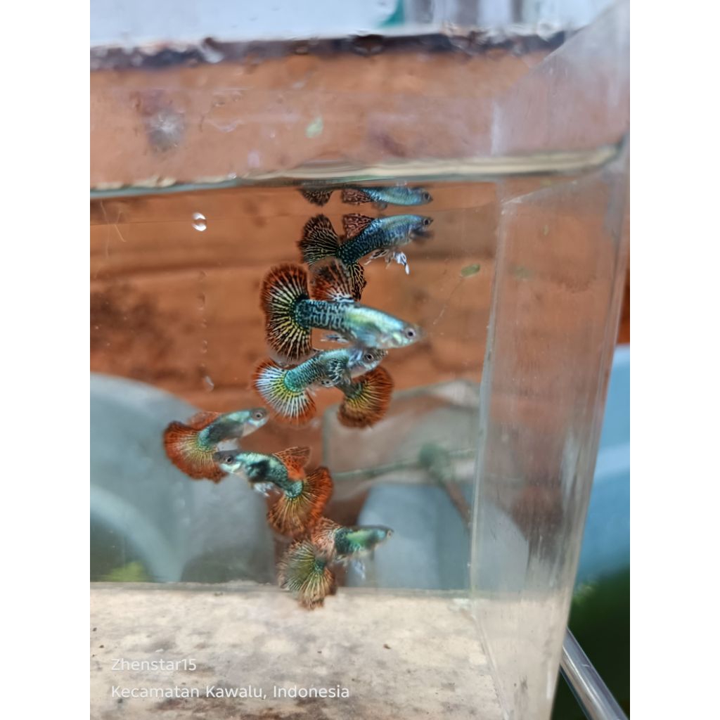 Hiasan aquarium guppy red dragon HM