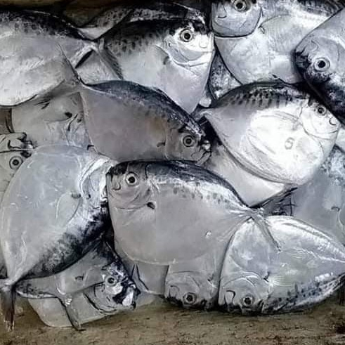 Ikan Etem 1Kg Ikan Etem Segar Ikan Semar Moon Fish Ikan laut Ikan Segar 1Kg