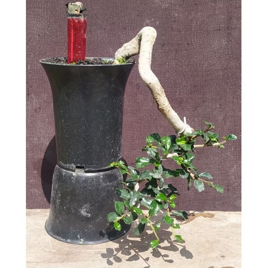 bonsai hokianti mikro cascade mame cakep realpic + pot nya
