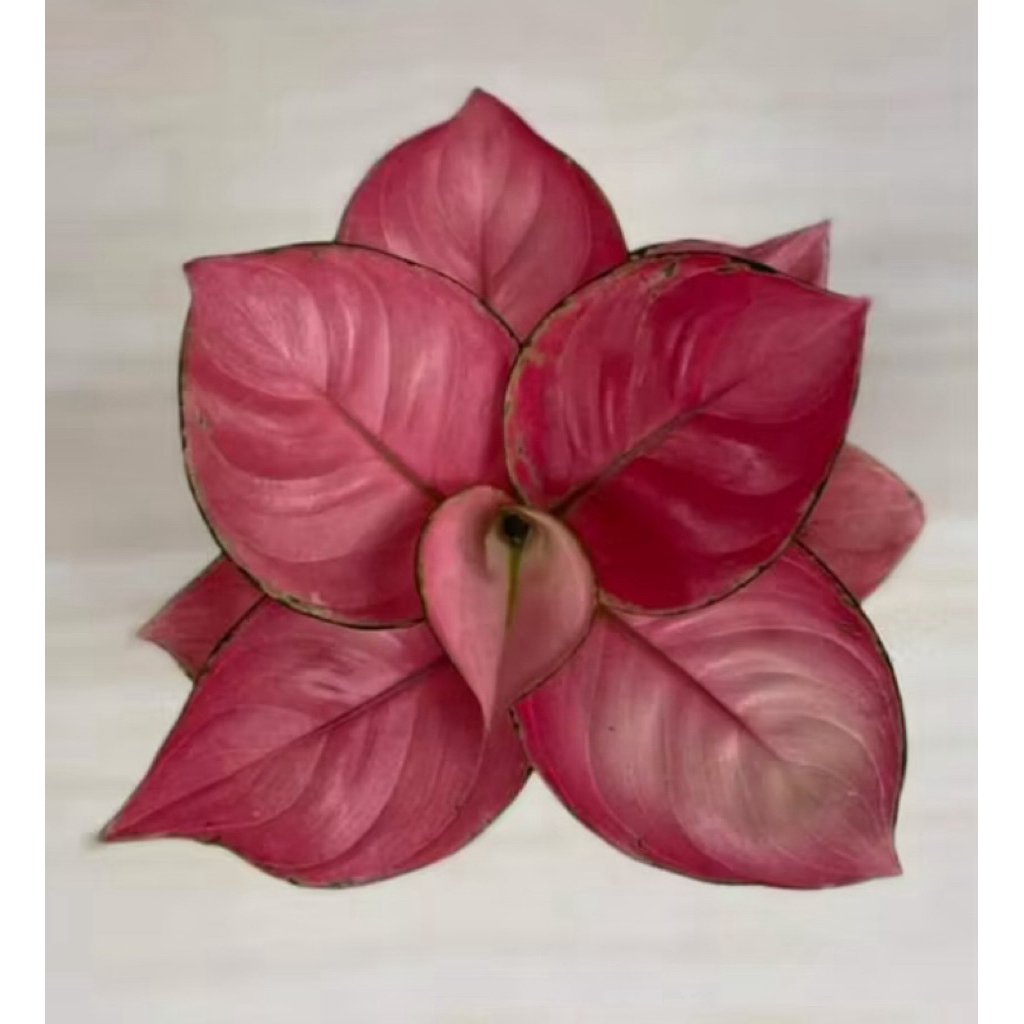 tanaman hias aglonema pink catrina/aglonema pink catrina super bisa cod