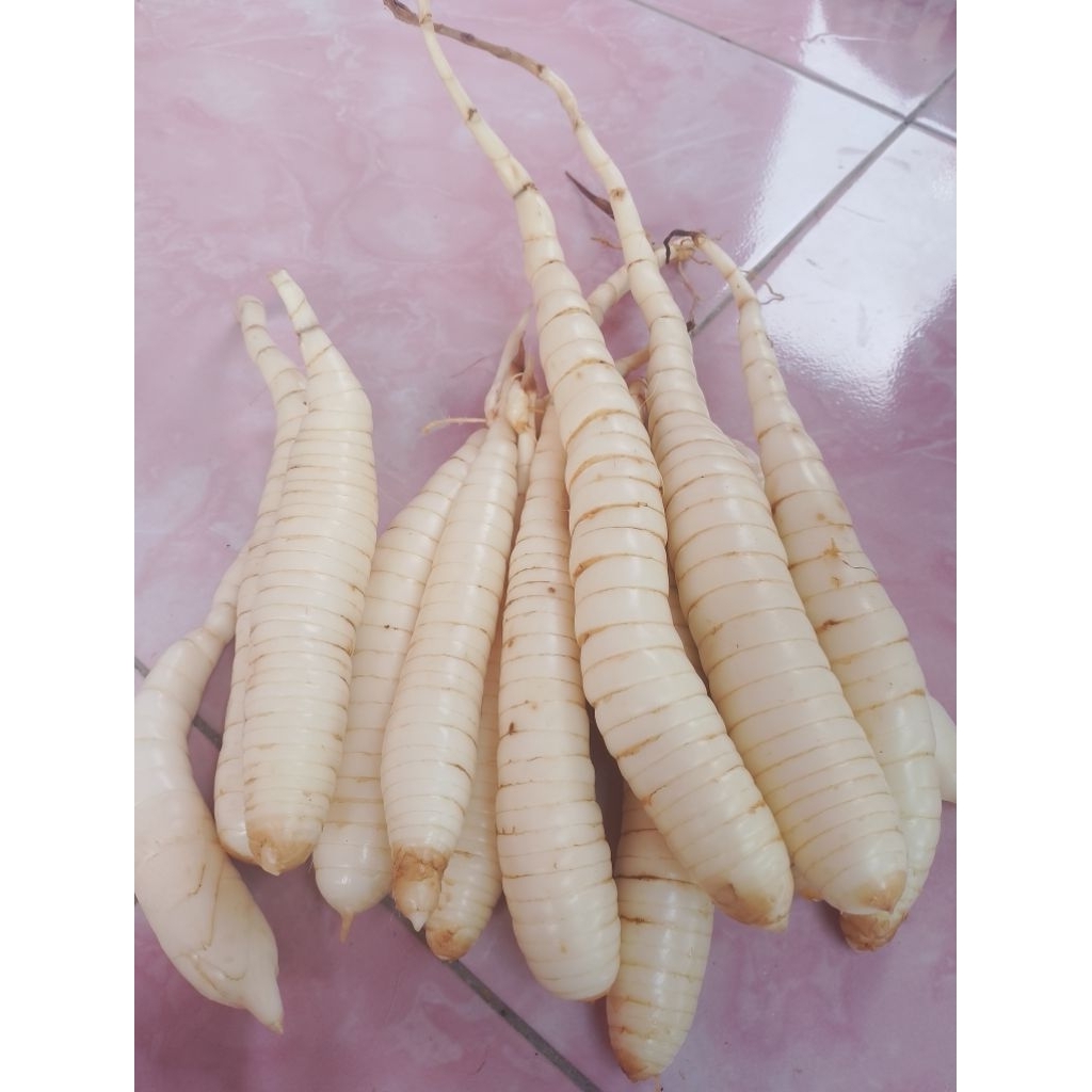 Umbi Garut Segar 1 Kg / Ubi Garut asli ,Obat Lambung / Ubi Garut Obat Lambung Ori / Ubi Garut Asam L