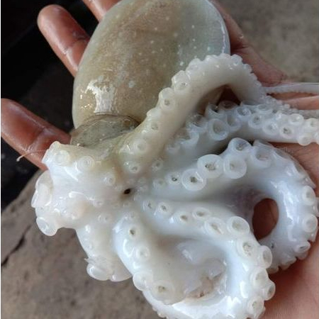 Gurita Octopus 1Kg Baby Ocotopus Baby Gurita Segar Seafood Ikan Laut Segar