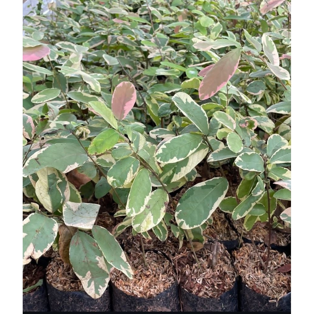 Tanaman Hias Pretty Pink – Daun Cantik Warna Pink Estetik Indoor & Outdoor - Tanaman Pretty Pink | T