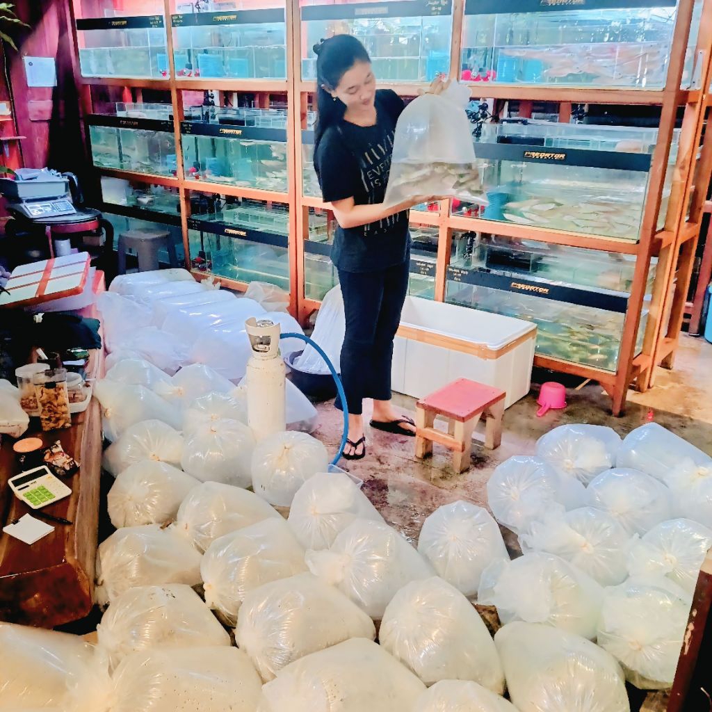 PLASTIK ARWANA SILVER RED 13-25 CM