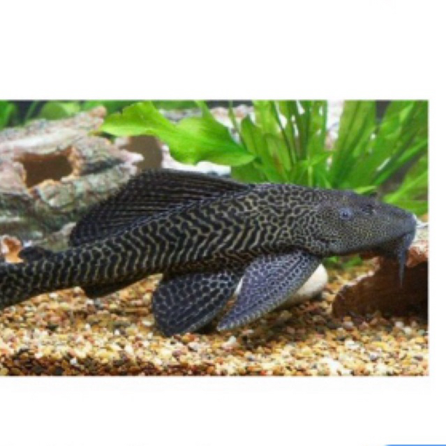 Sapu sapu pembersih kaca / bibit ikan sapu sapu pemakan lumur.