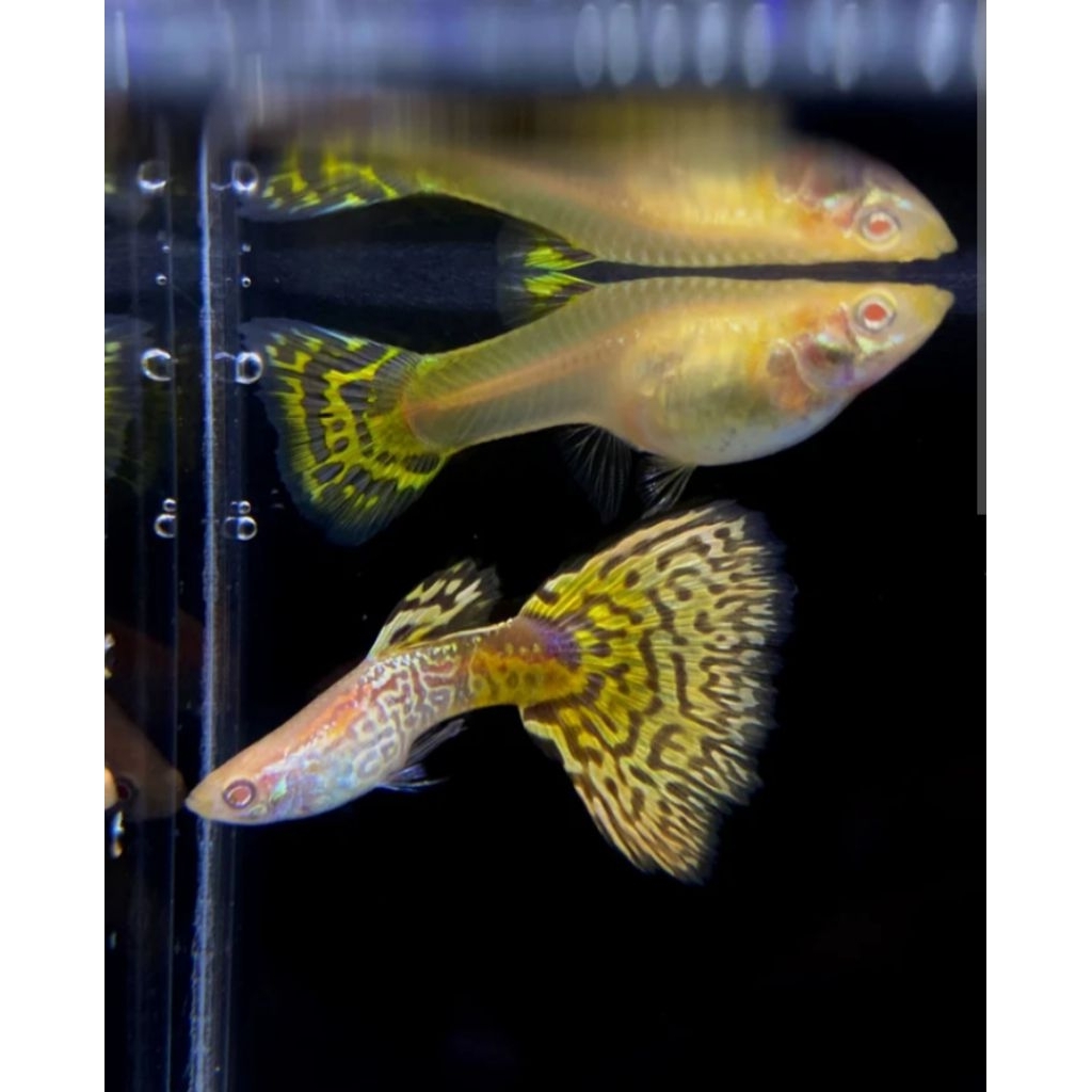 TERLARIS, GUPPY ( AYT ) Albino Yellow Tiger
