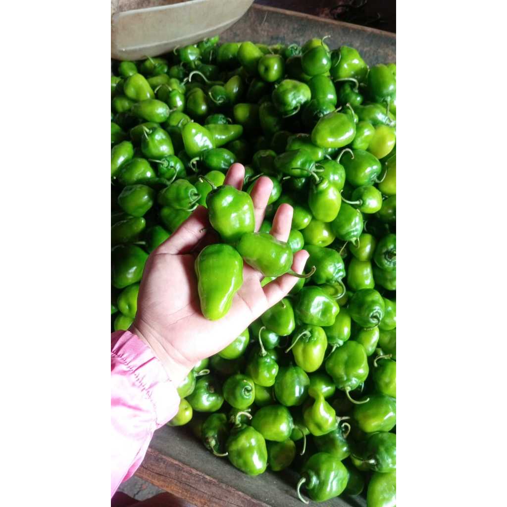 CABAI CABE GENDOT 1KG