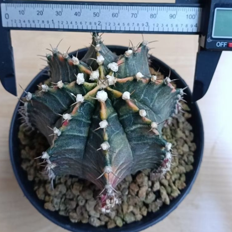 kaktus jumbo gymno starfire hybrid/kaktus if starfire (code c)