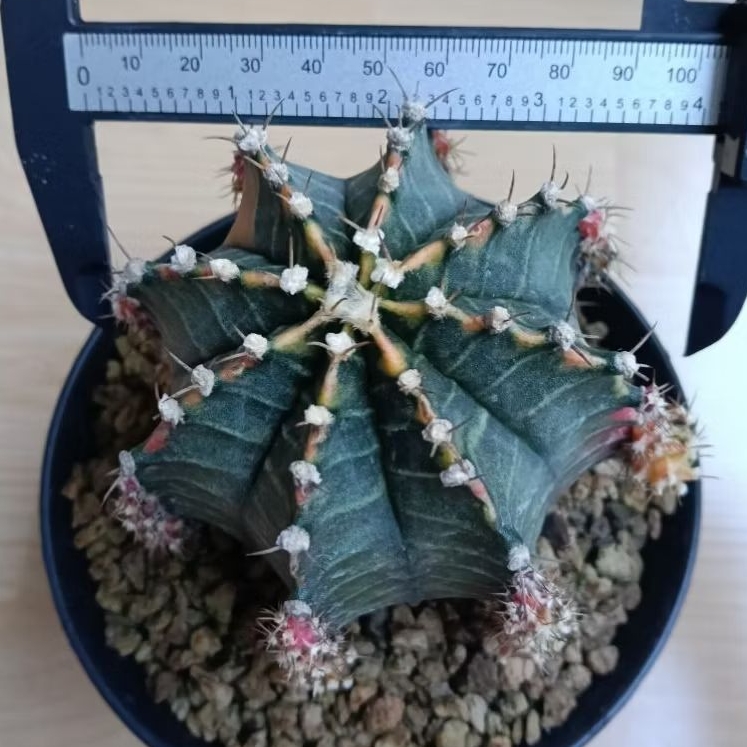 kaktus jumbo starfire hybrid/kaktus id starfire hybrid (code D)