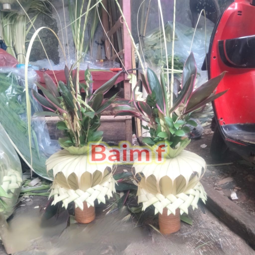 janur kembar Mayang adat/janur asli/janur satu pasang/janur dekorasi