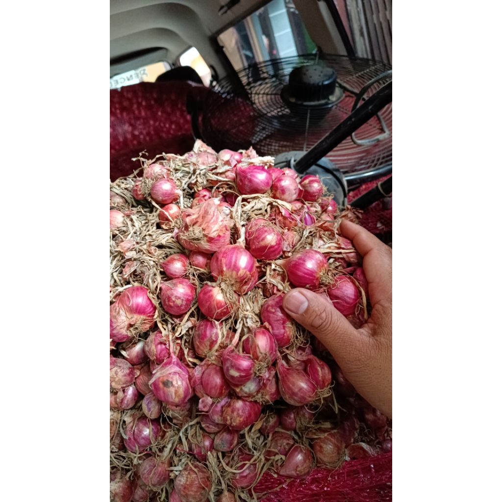 

bawang merah