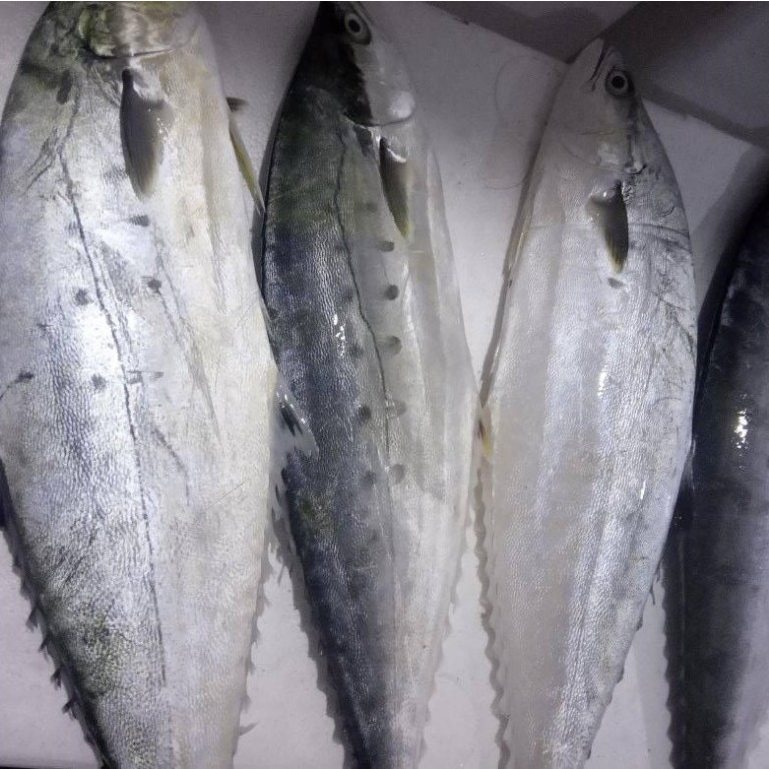Ikan Talang 1Kg Ikan Talang Talang Segar seafood Ikan Laut Segar