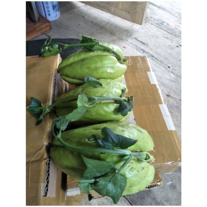 Bibit Labu Siam / Benih Labu Siam Siap Tanam