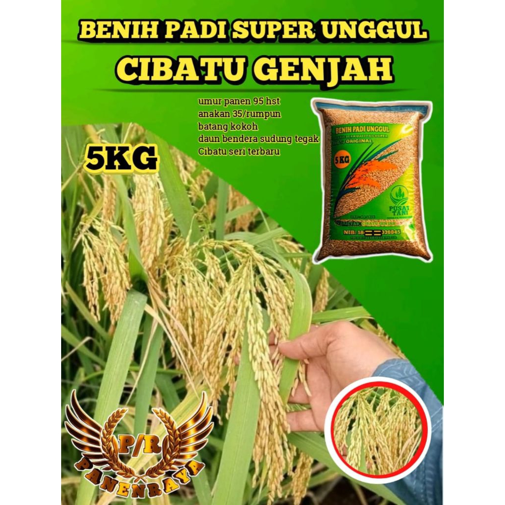 BENIH PADI UNGGUL CIBATU GENJAH 5KG