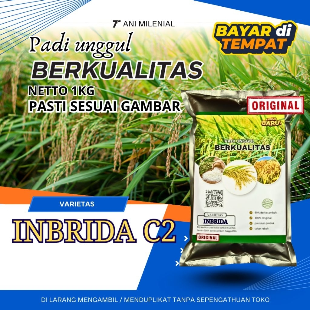Padi unggul inbrida c2 original padi unggul inbrida