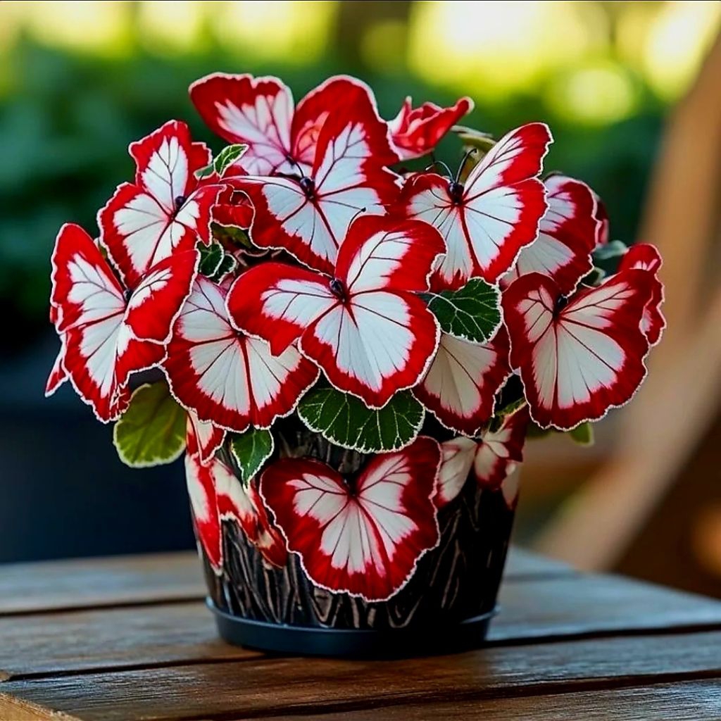 Tanaman Hias Keladi Thai Series Super Butterfly Bunga Hias Keladi Caladium Anakan Murah Merah BUKAN 