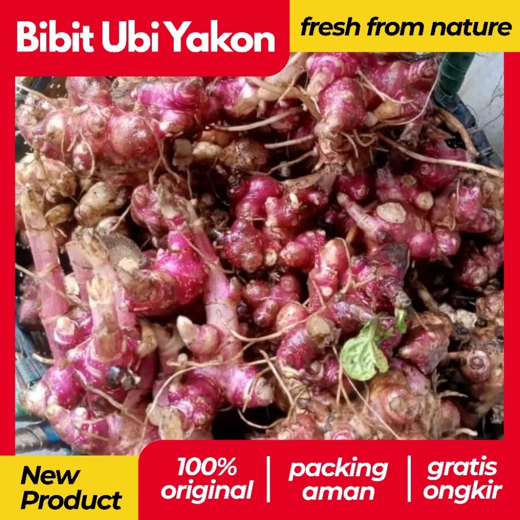 Rimpang/Bibit Umbi Yakon