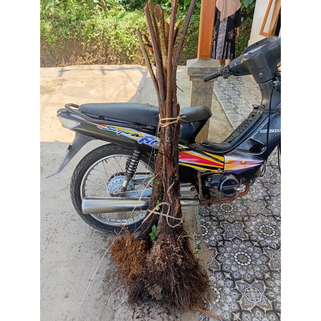 Liceriashop17 Pakis Paku Tiang Hias/Pakis Monyet 1 Meter