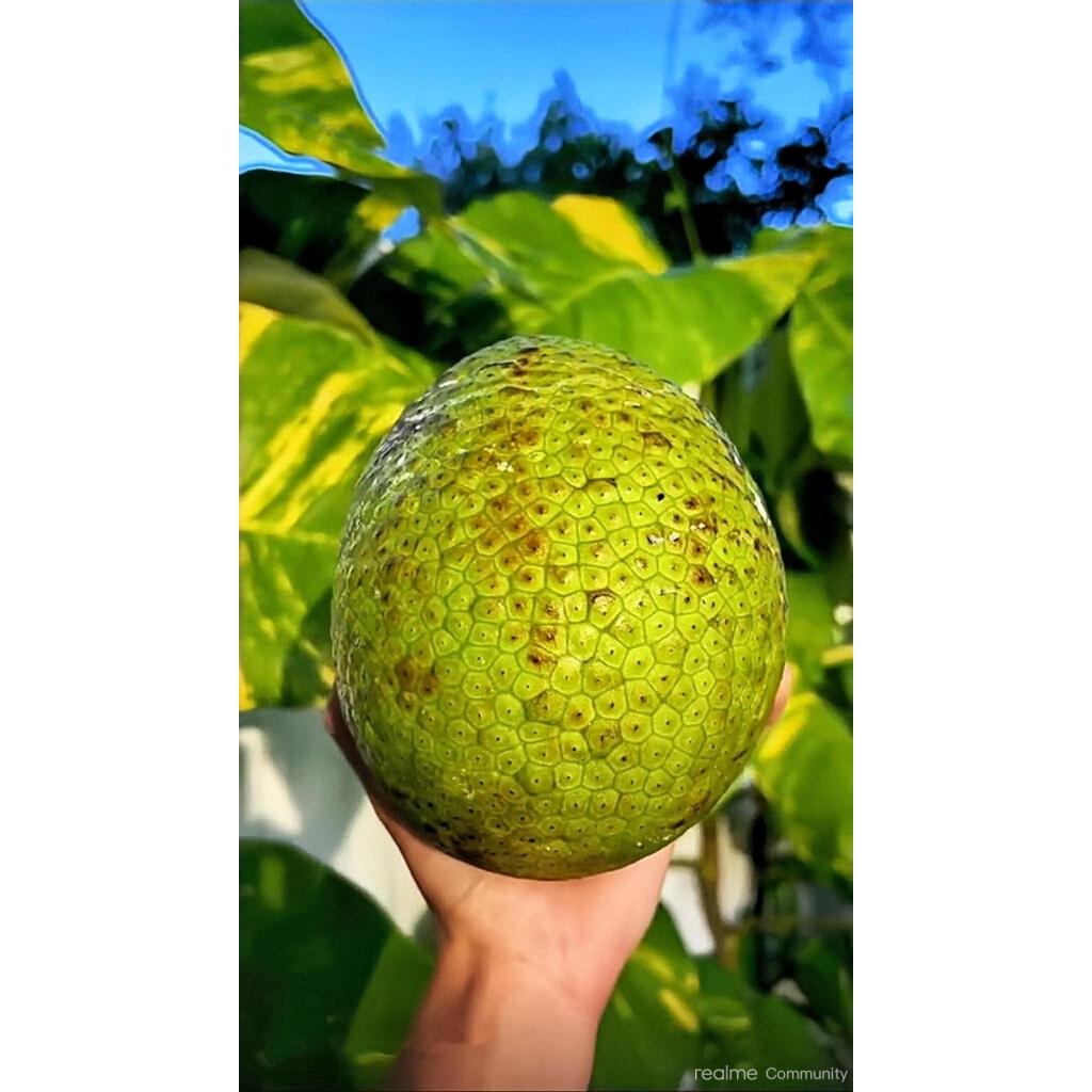 Bibit buah sukun |Buah sukun |Bibit buah