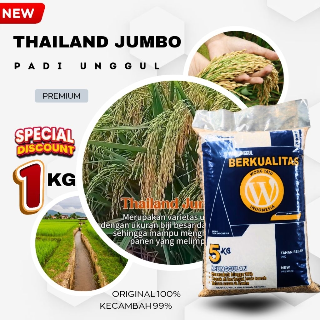 PADI GALUR UNGGUL THAILAND JUMBO ORIGINAL