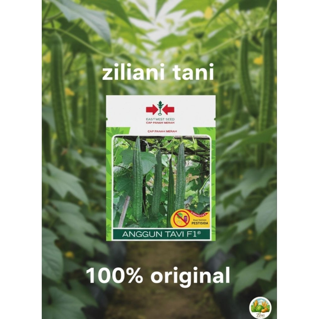 Bibit Oyong Anggun Tavi F1 Cap Panah Merah 5gr