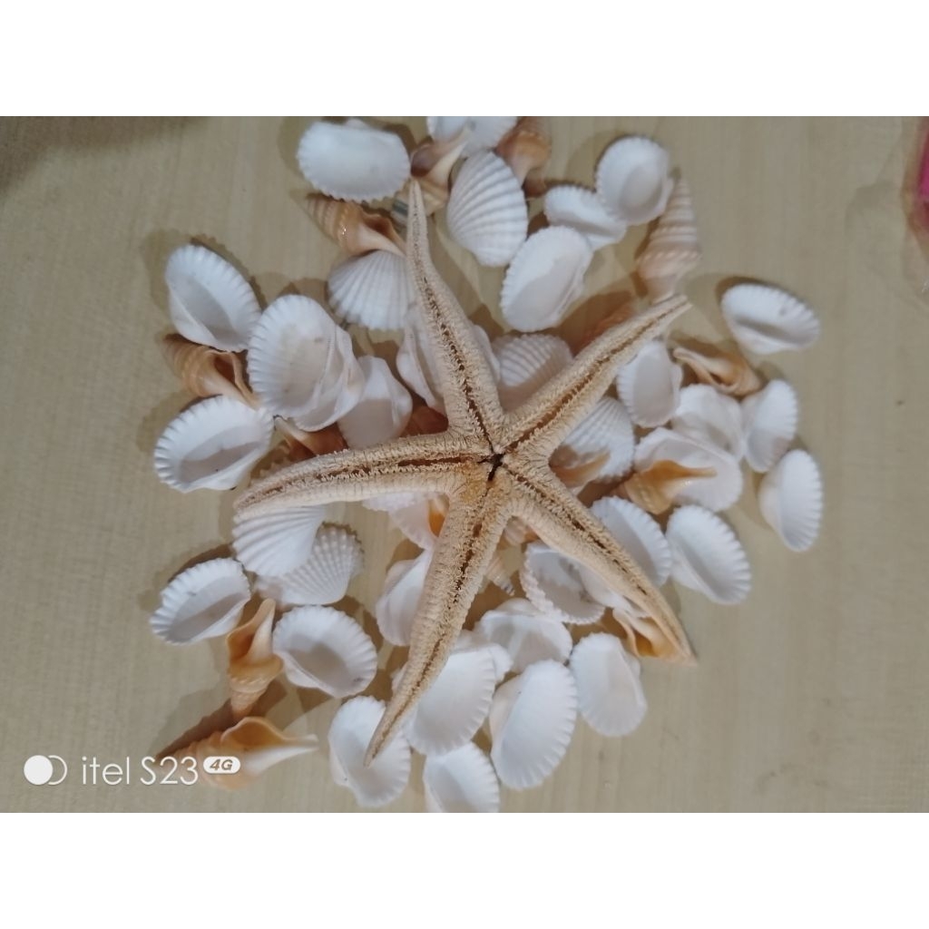 paket kerang cabe campur bintang laut kerajinan