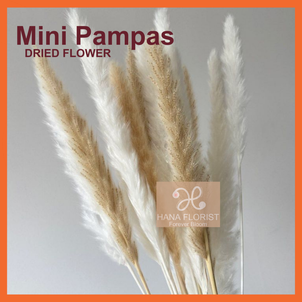 Mini Pampas Bunga Kering Dried Flower Bulu Pampas