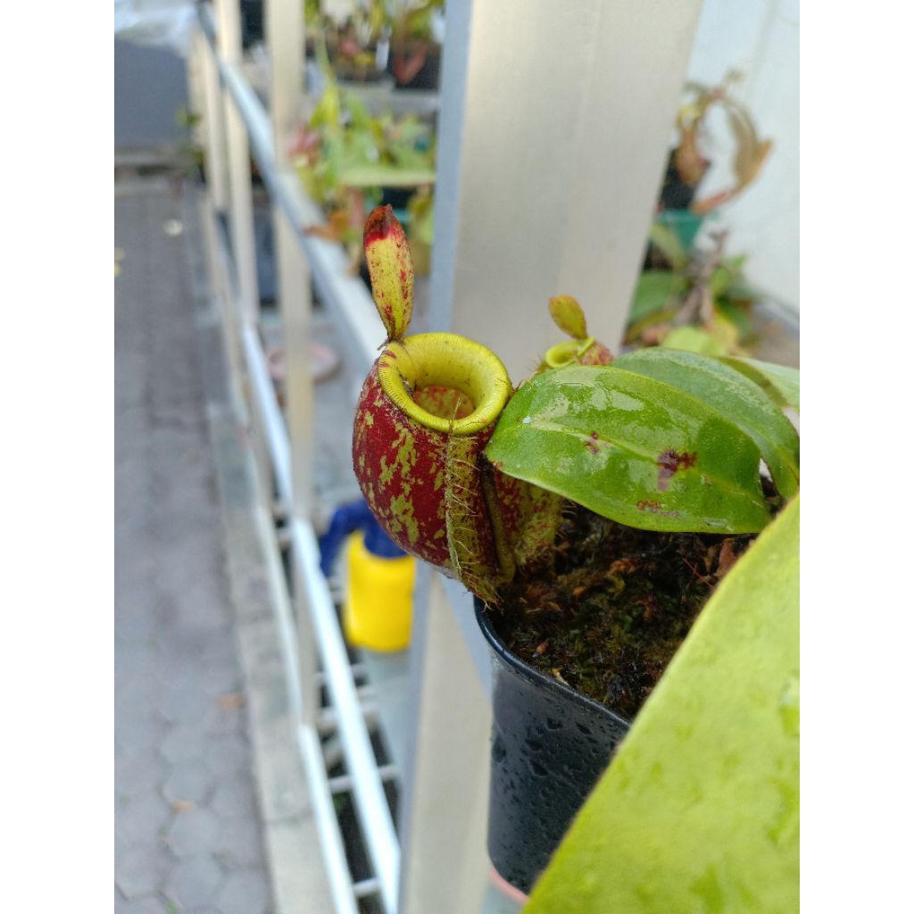 Nepenthes - Ampullaria (warna)