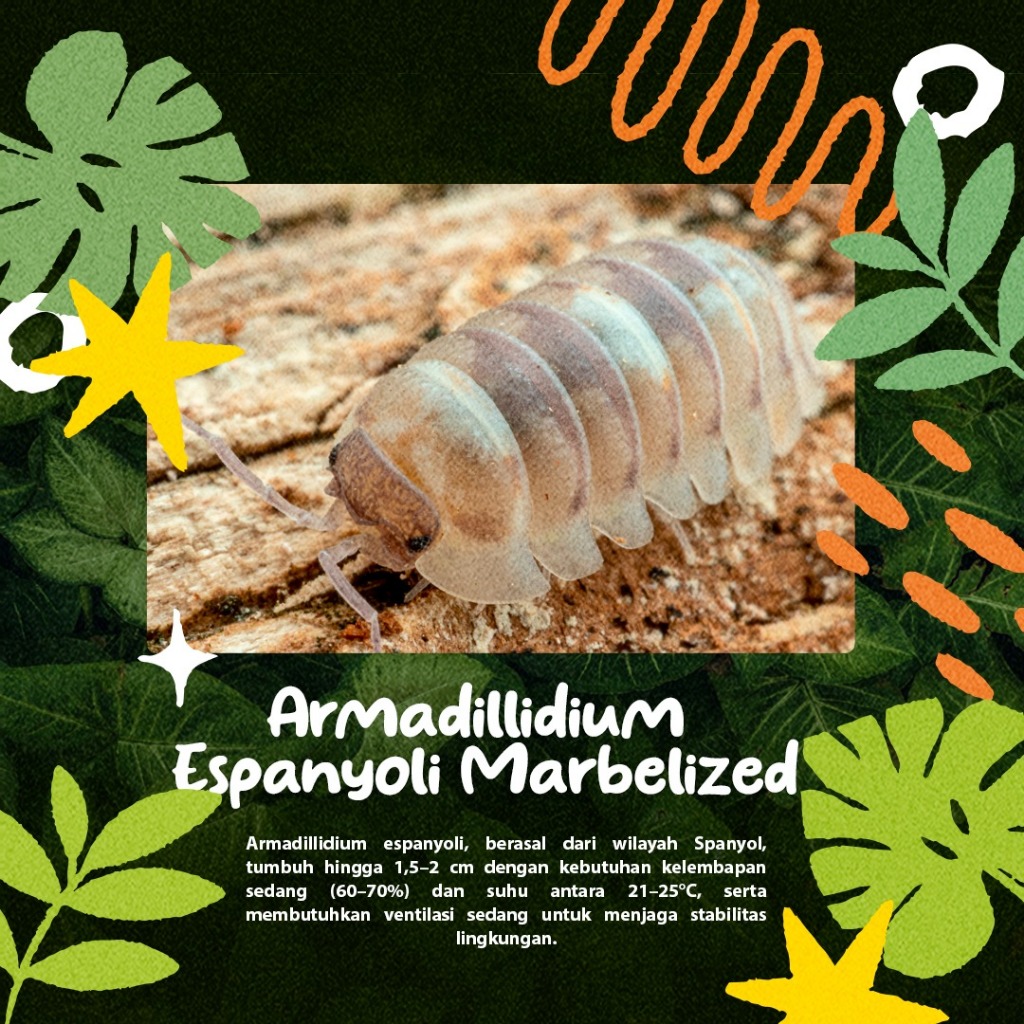 Armadillidium espanyoli I Isopod I Terrarium