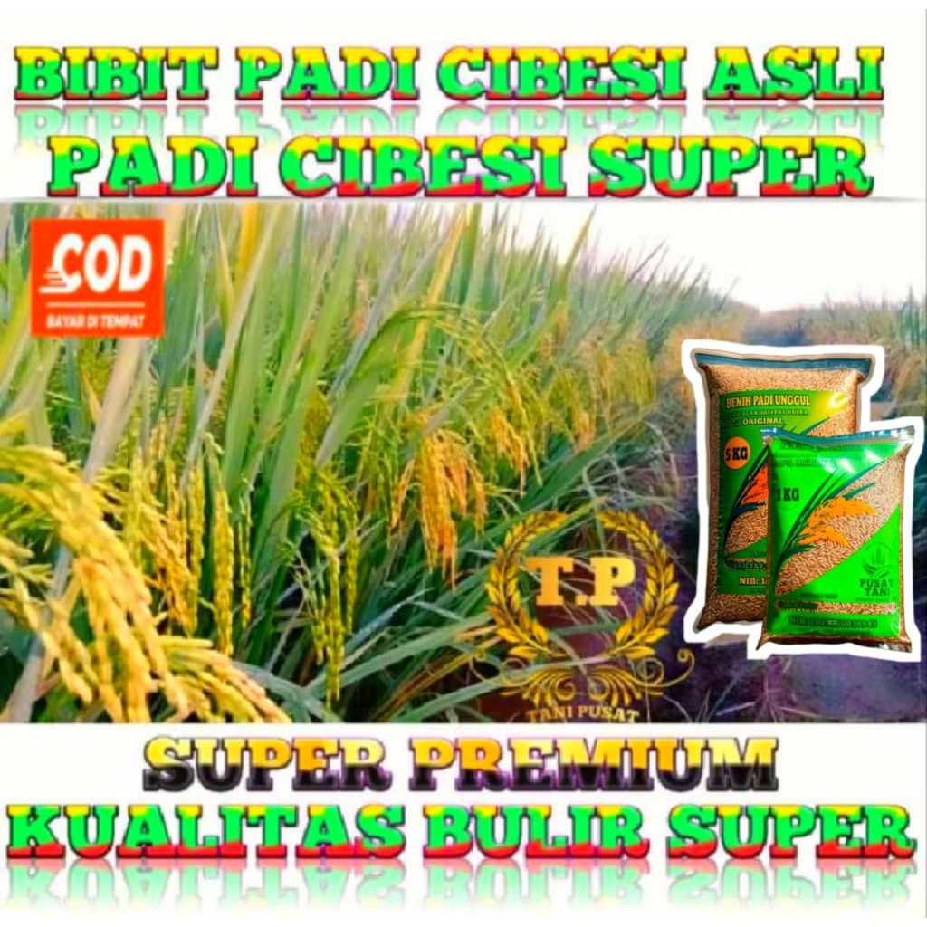 BENIH PADI SUPER UNGGUL CIBESI BIBIT ASLI 5KG