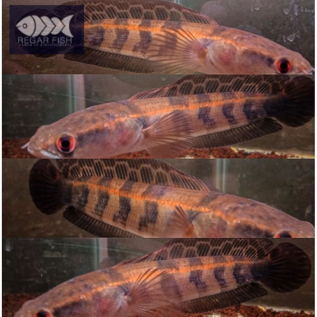 ( Barito ) Maru Red Barito Bahan Dorsal Batik 8-10  CM