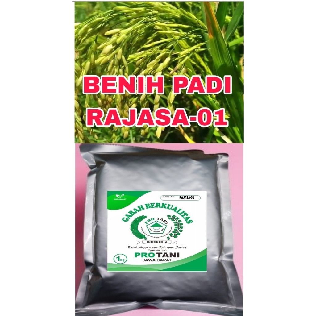 BENIH PADI 1KG RAJASA-01 LABEL PUTIH ORIGINAL 100%