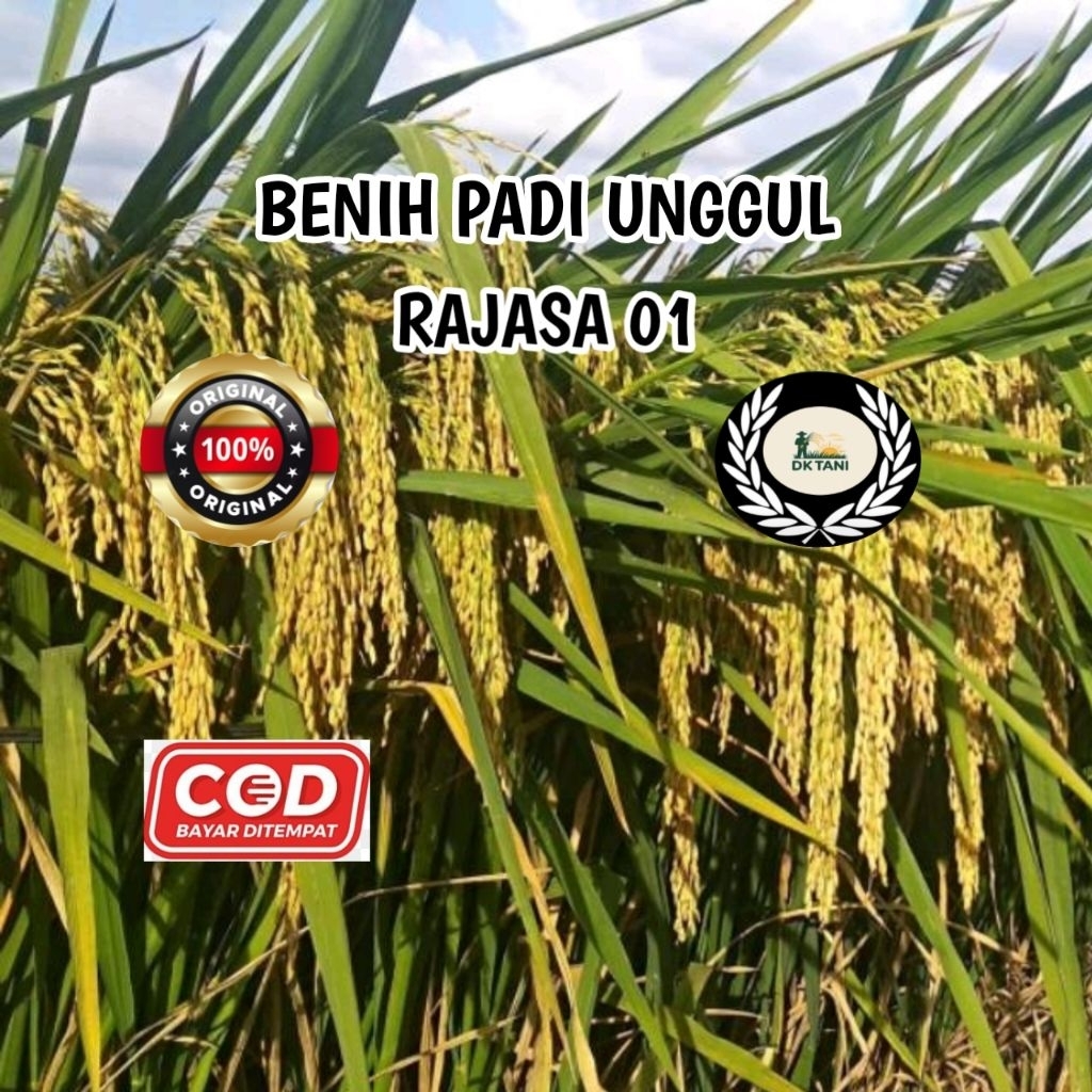 BENIH PADI RAJASA 01 ORIGINAL 100% ( 1KG )