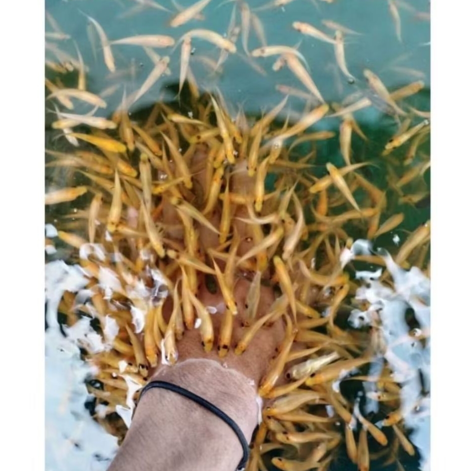 IKAN HIAS NILEM LEMON TERAPI KAKI GARRA RUFFA SIZE +-2CM [ISI 30 EKOR]